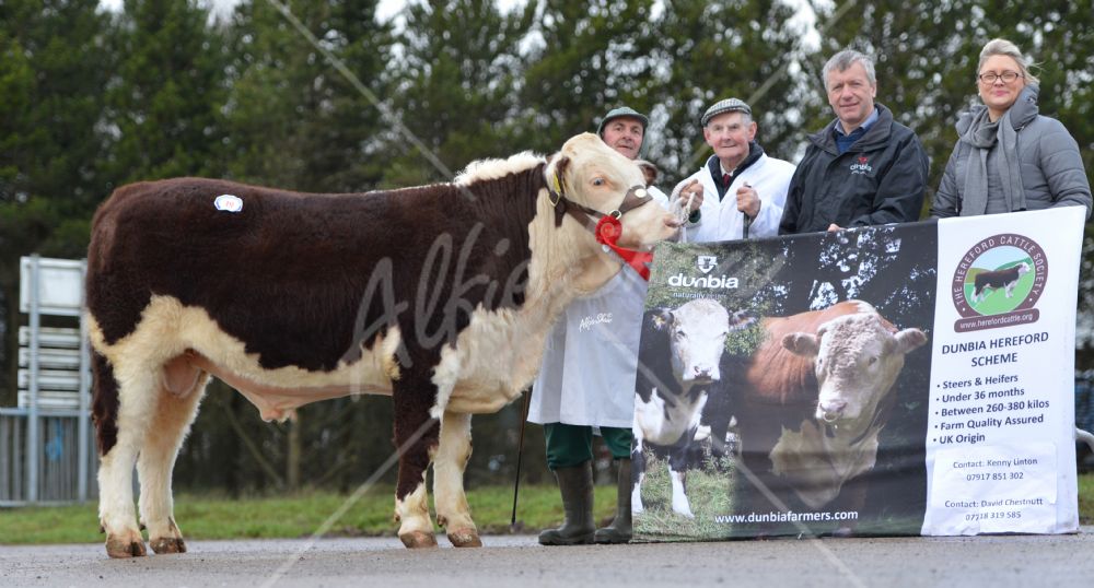 Hereford Calf Show Dungannon Nov 15  - lot 19